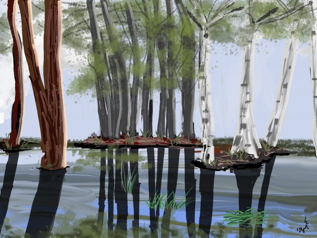 Mangrove